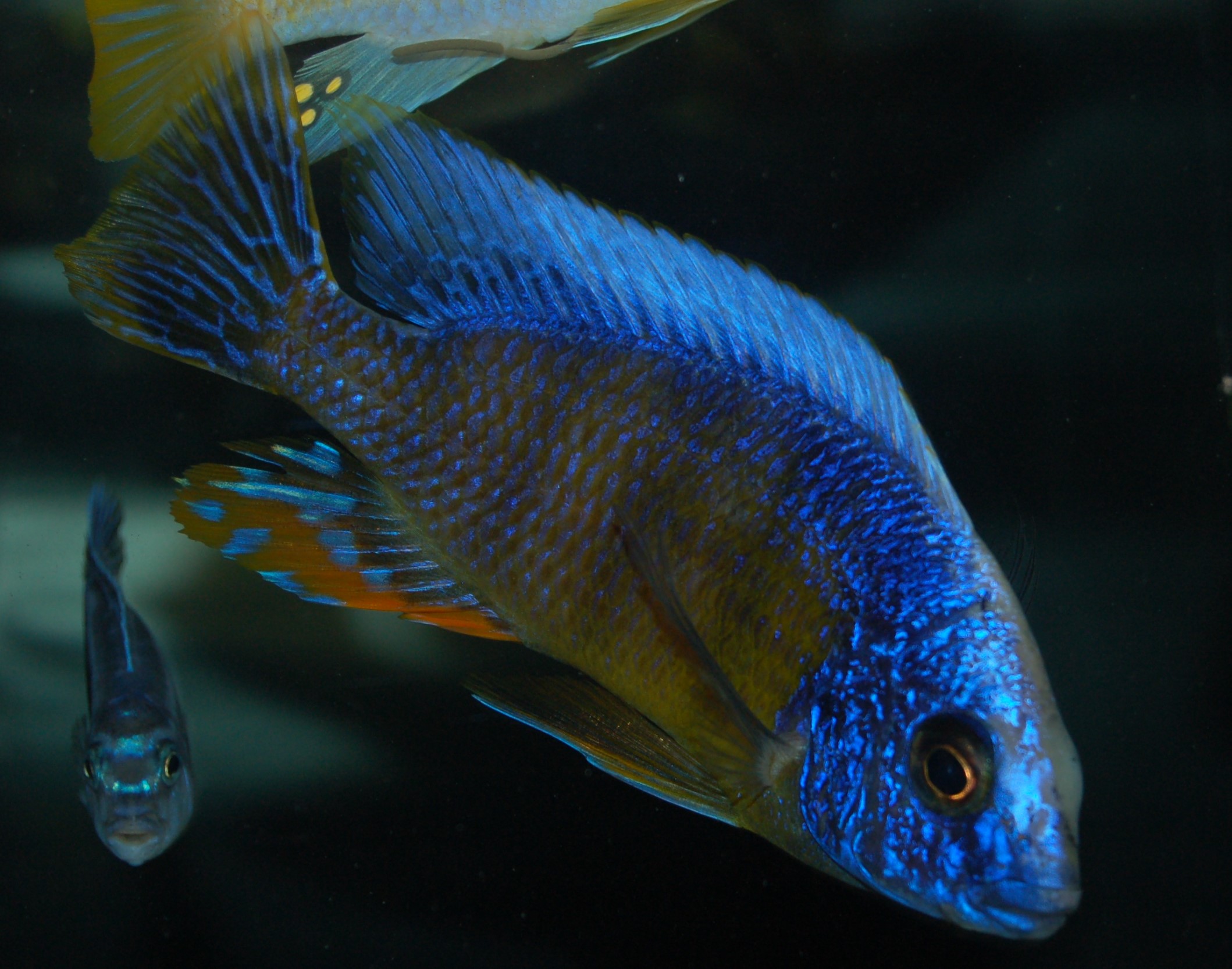 Aulonocara, Copadichromis, Cynotilapia, Melanochromis, Lethrinops